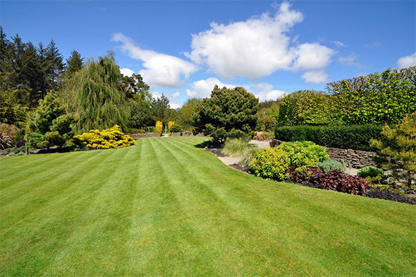 A large lawn with grass and shrubs.