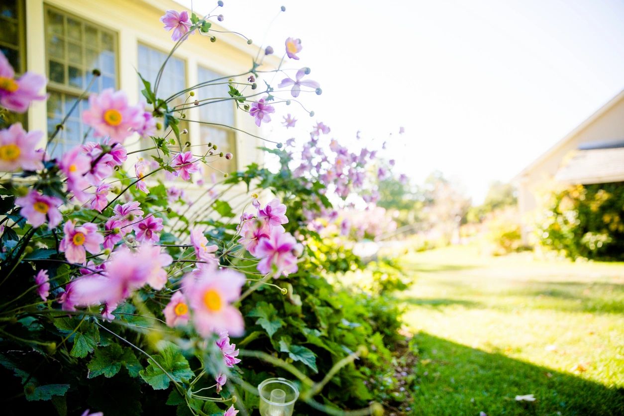 A garden with pink flowers in front of a house.