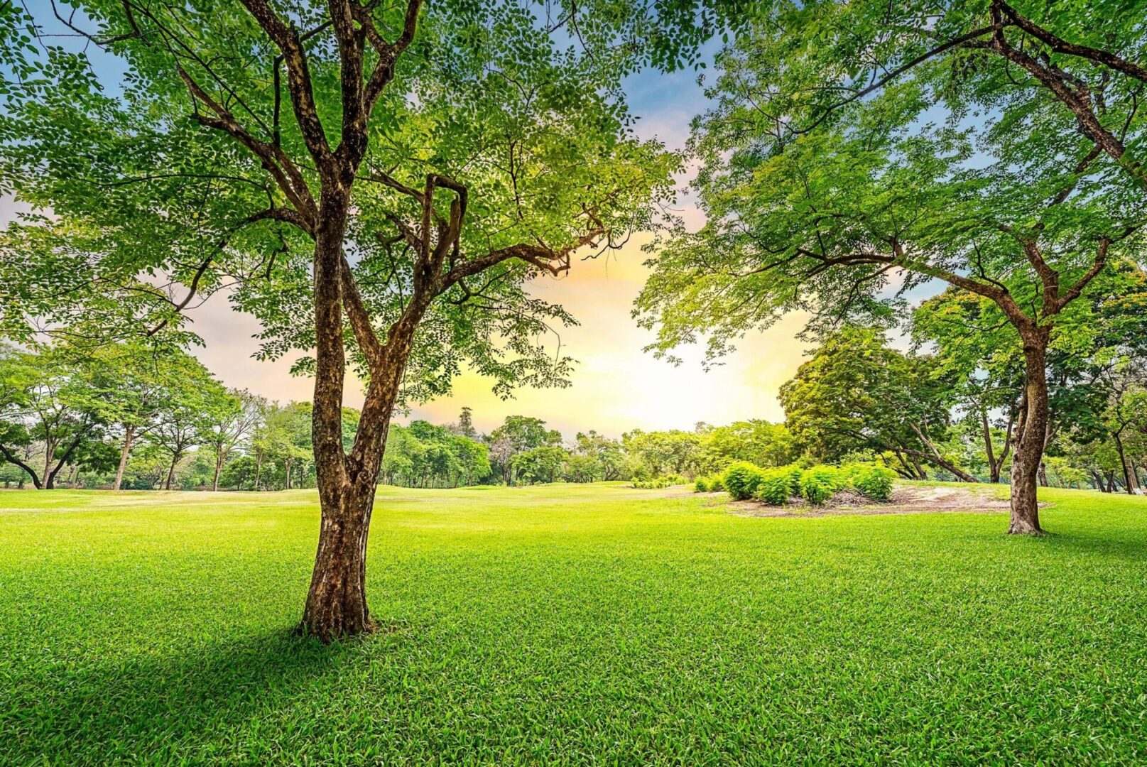 Green grass and trees in a park at sunset.